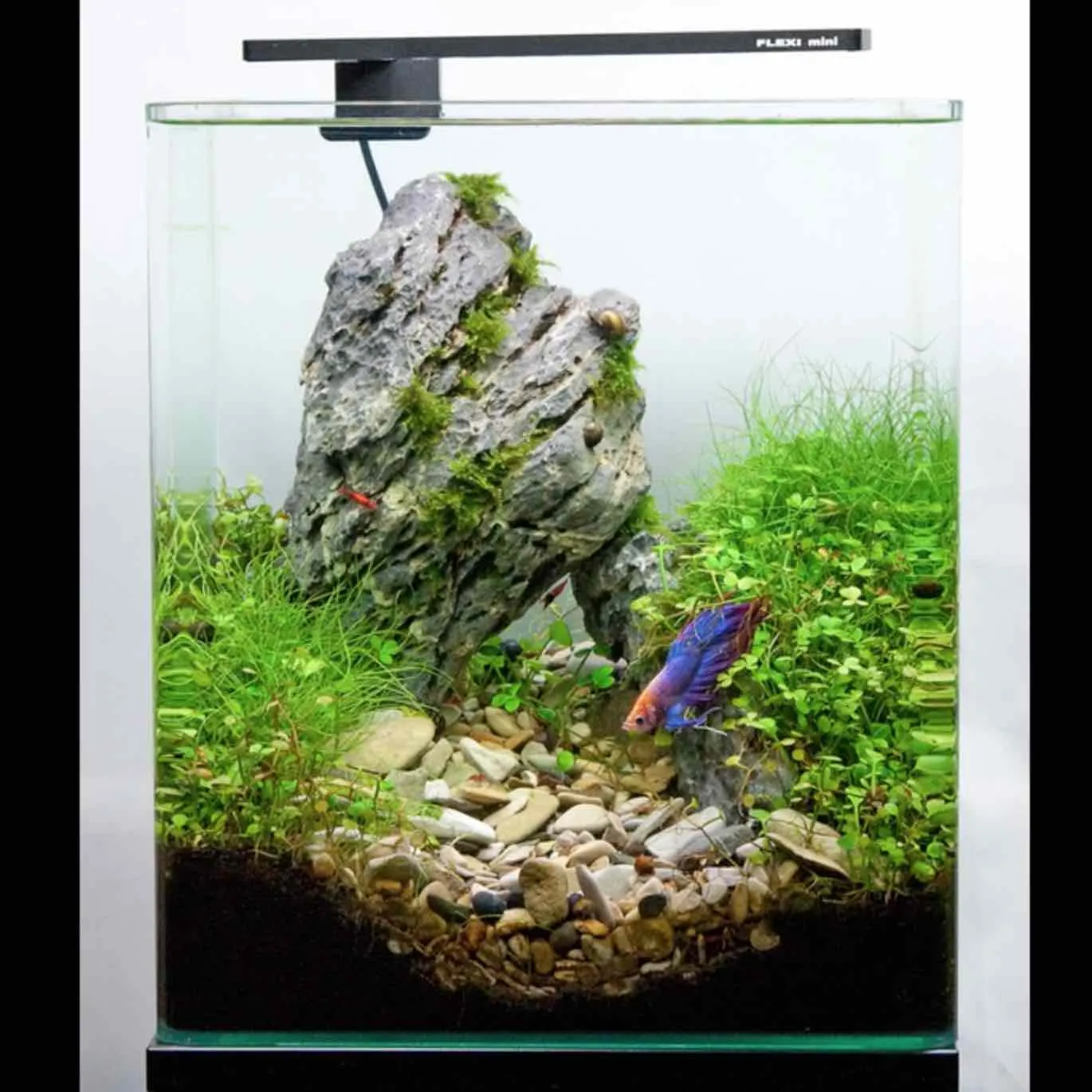 FLEXI Mini LED - Azoo